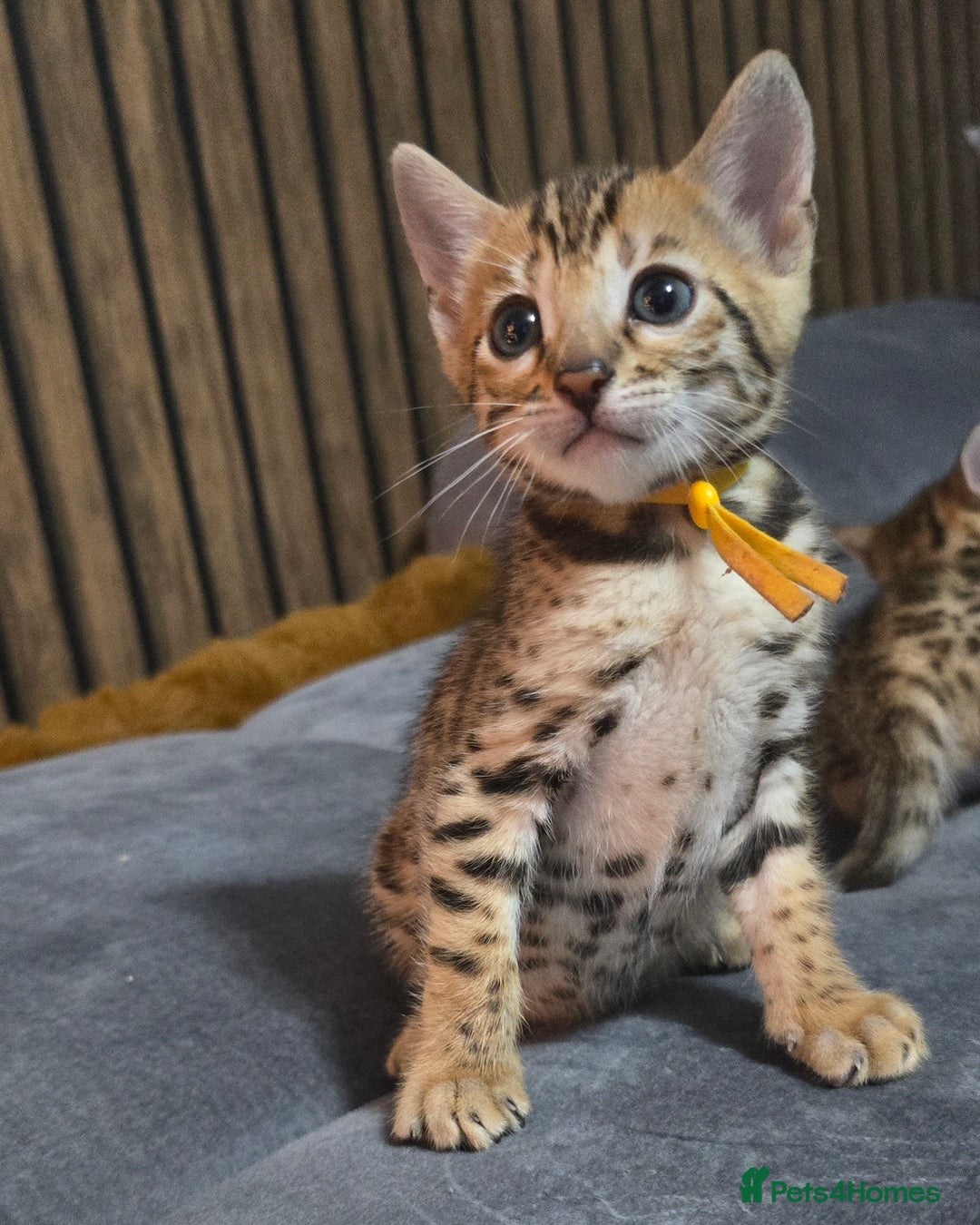 Bengal cats for sale: TICA Champion 2 boys available for reservation! - Advert 21
