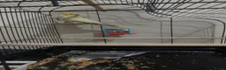 Cockatiels birds for sale: Two Beautiful Cockatiels for Sale – Lemon & Ozi 🦜 - Advert 4