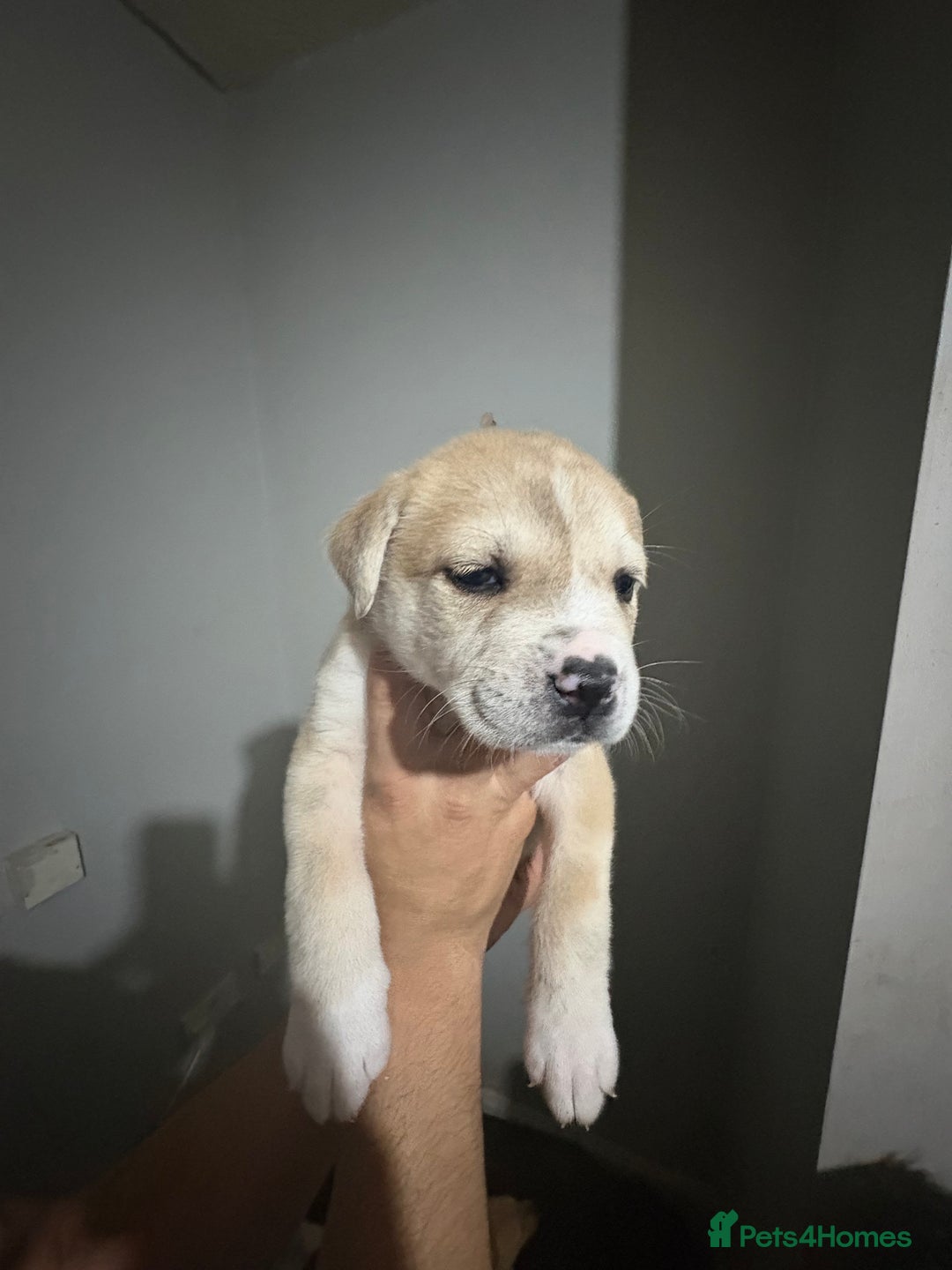 Mixed Breed dogs for sale: american akita  - Advert 10