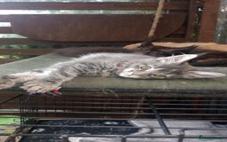 Maine Coon cats for sale: Maine coon ative purebred pedigre in Barnsley - Image 4