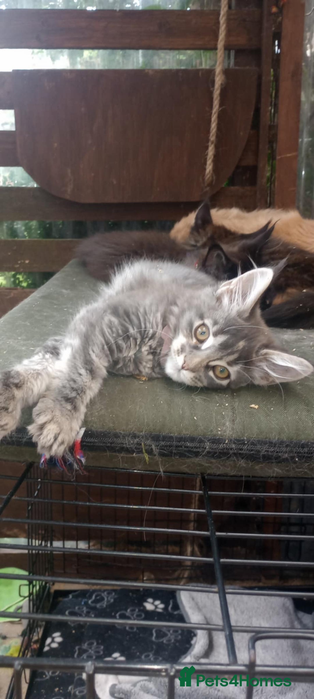 Maine Coon cats for sale: Maine coon ative purebred pedigre in Barnsley - Image 4