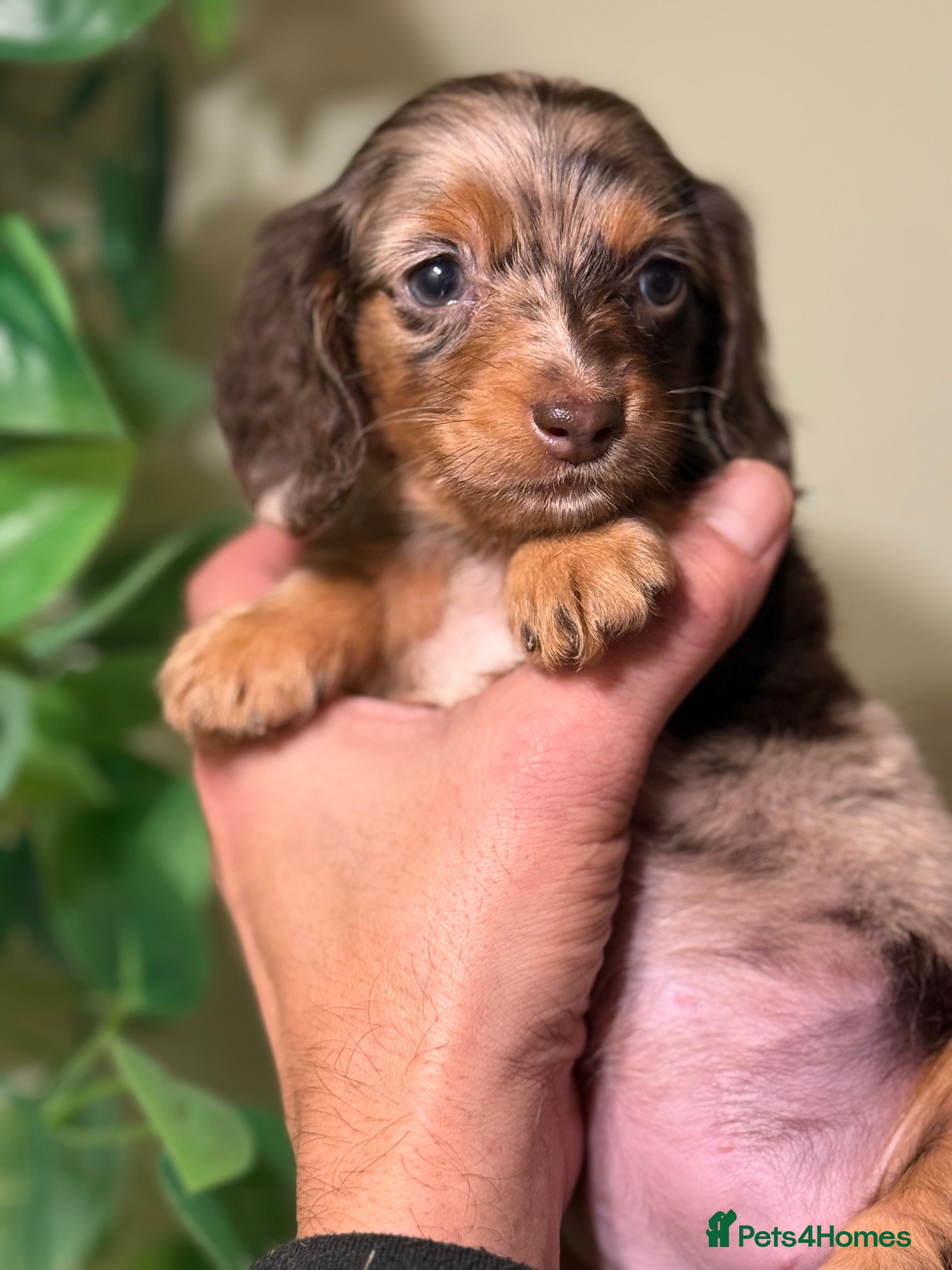 Miniature Dachshund dogs ⚜️Charming Little Puppies ⚜️ - Advert 4