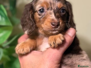 Miniature Dachshund dogs ⚜️Charming Little Puppies ⚜️ - Advert 4