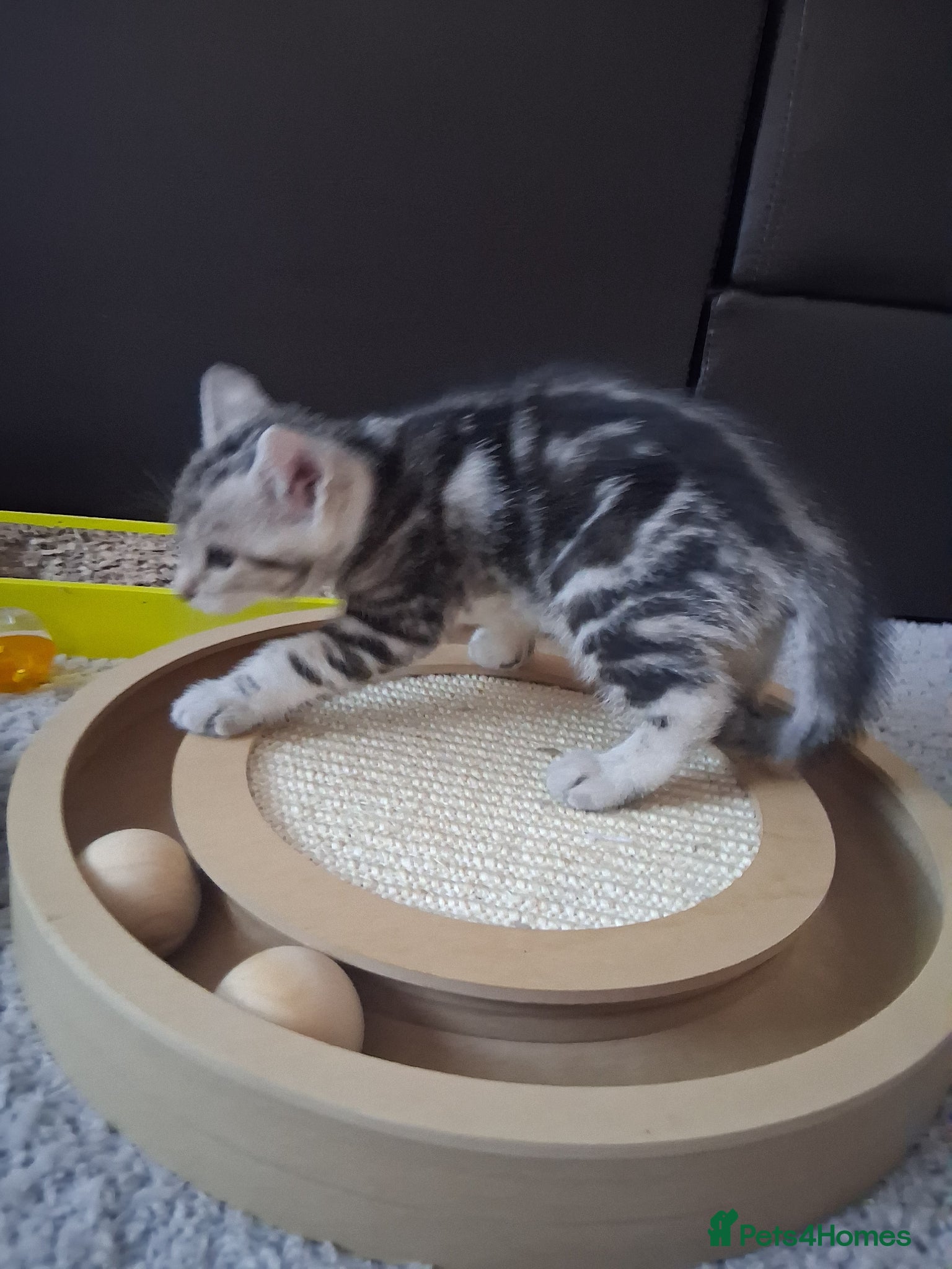 Mixed Breed cats Bengal/Tabby girls  ready for a new home  - Advert 1
