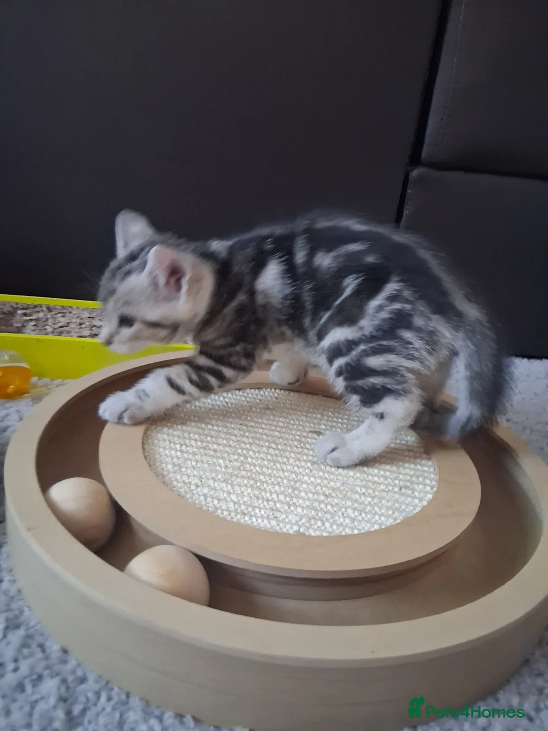 Mixed Breed cats for sale: Bengal/Tabby girls  ready for a new home  - Advert 1