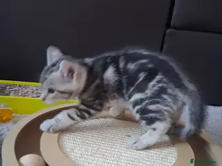Mixed Breed cats Bengal/Tabby girls ready for a new home - Advert 1