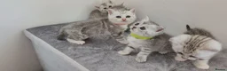 British Shorthair cats for sale: 🏆 Silver British Shorthairs pedigree 🏆  - Advert 25