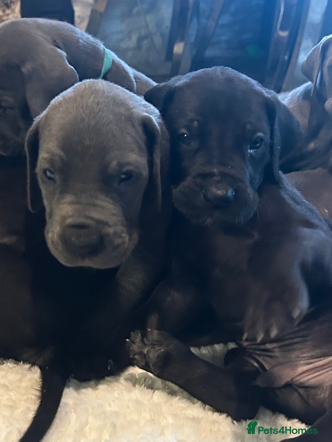 Great Dane dogs for sale: Stunning Great Dane Puppies  - Advert 19