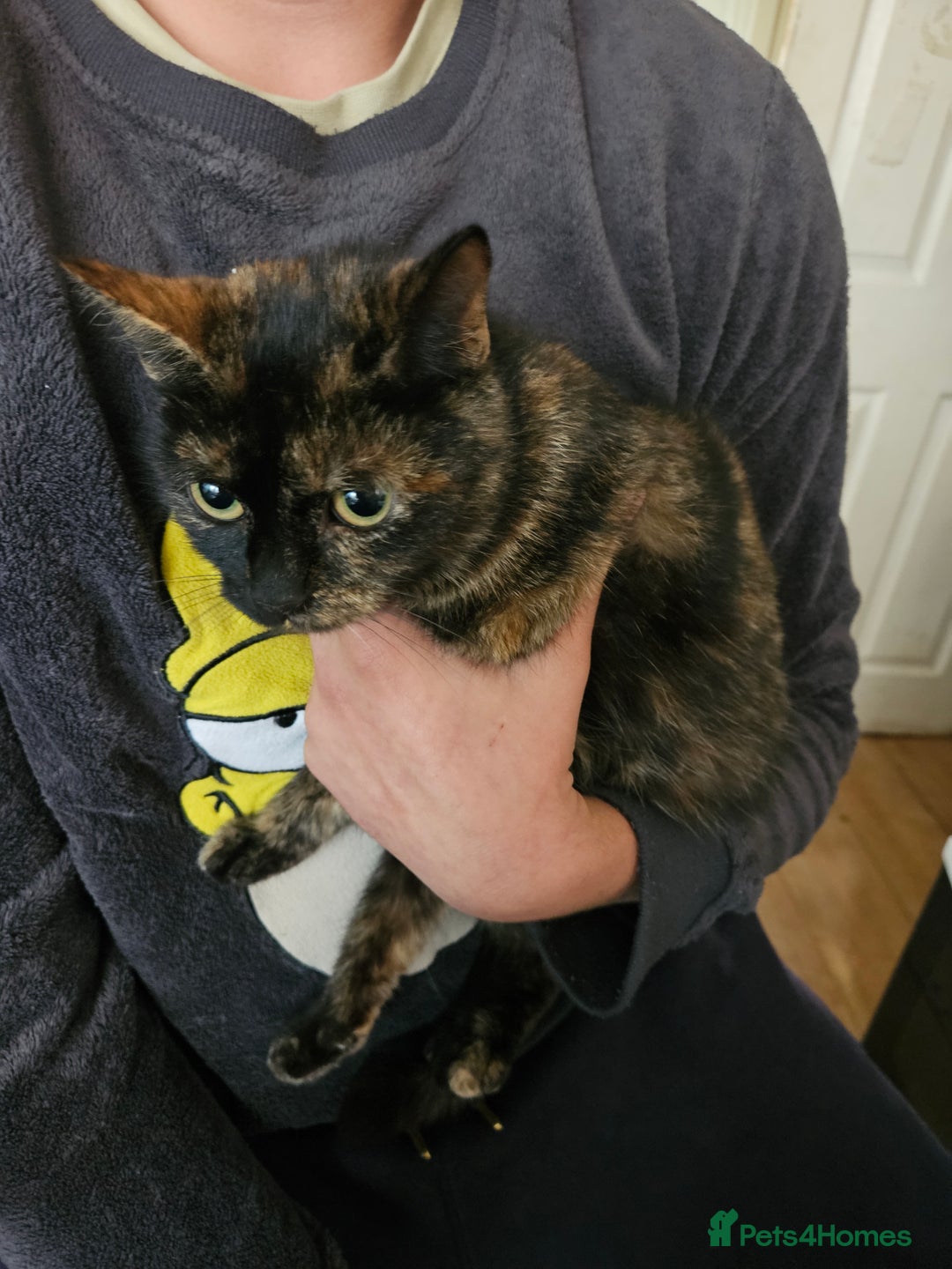 Mixed Breed cats for sale: 3kitten - Image 10