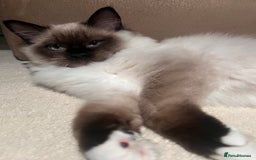 Ragdoll cats for sale: 3 month male ragdoll - Advert 4