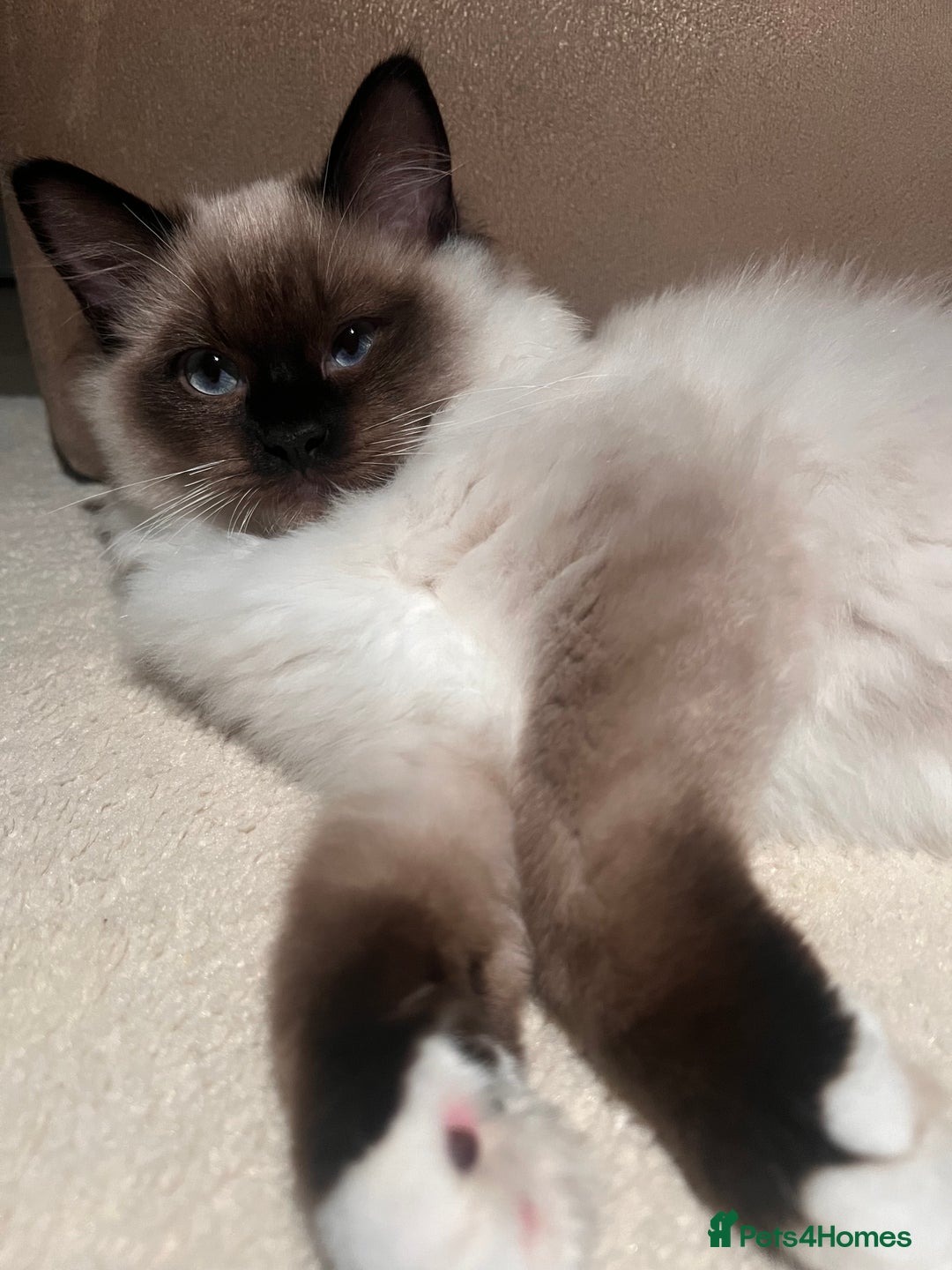 Ragdoll cats for sale: 3 month male ragdoll - Advert 4