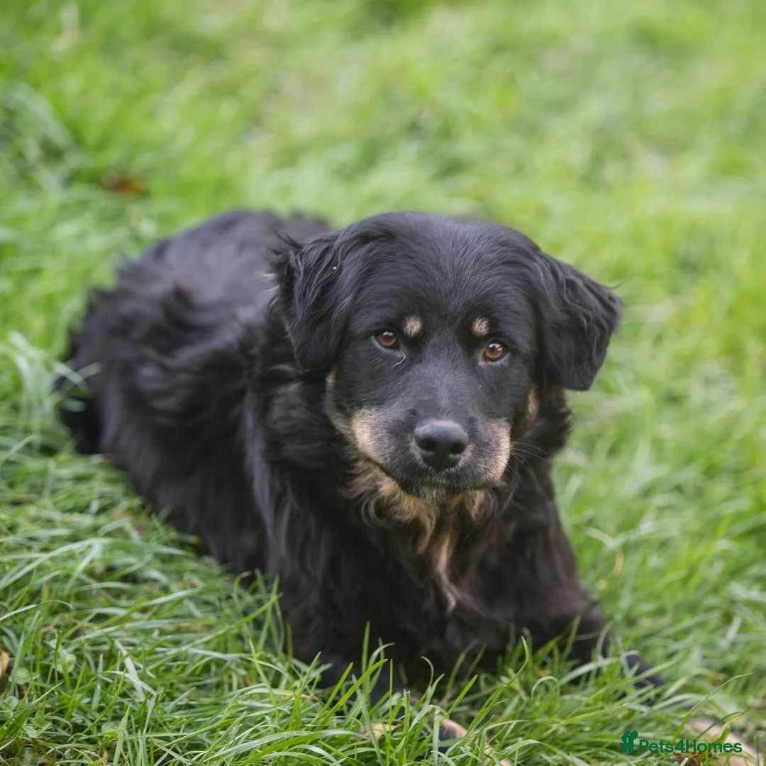 Mixed Breed dogs for adoption: ALEXANDER in Ashford - Advert 6