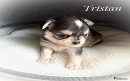 Chihuahua dogs for sale: KC rare husky marking chihuahua puppies Thai lines - Image 26