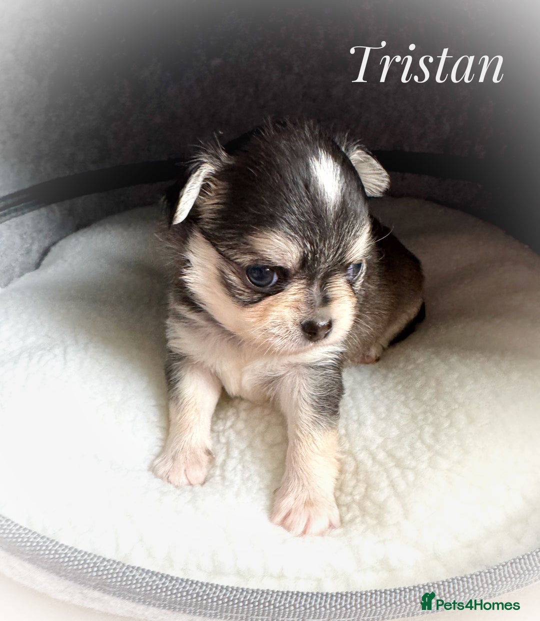 Chihuahua dogs for sale: KC rare husky marking chihuahua puppies Thai lines - Image 26
