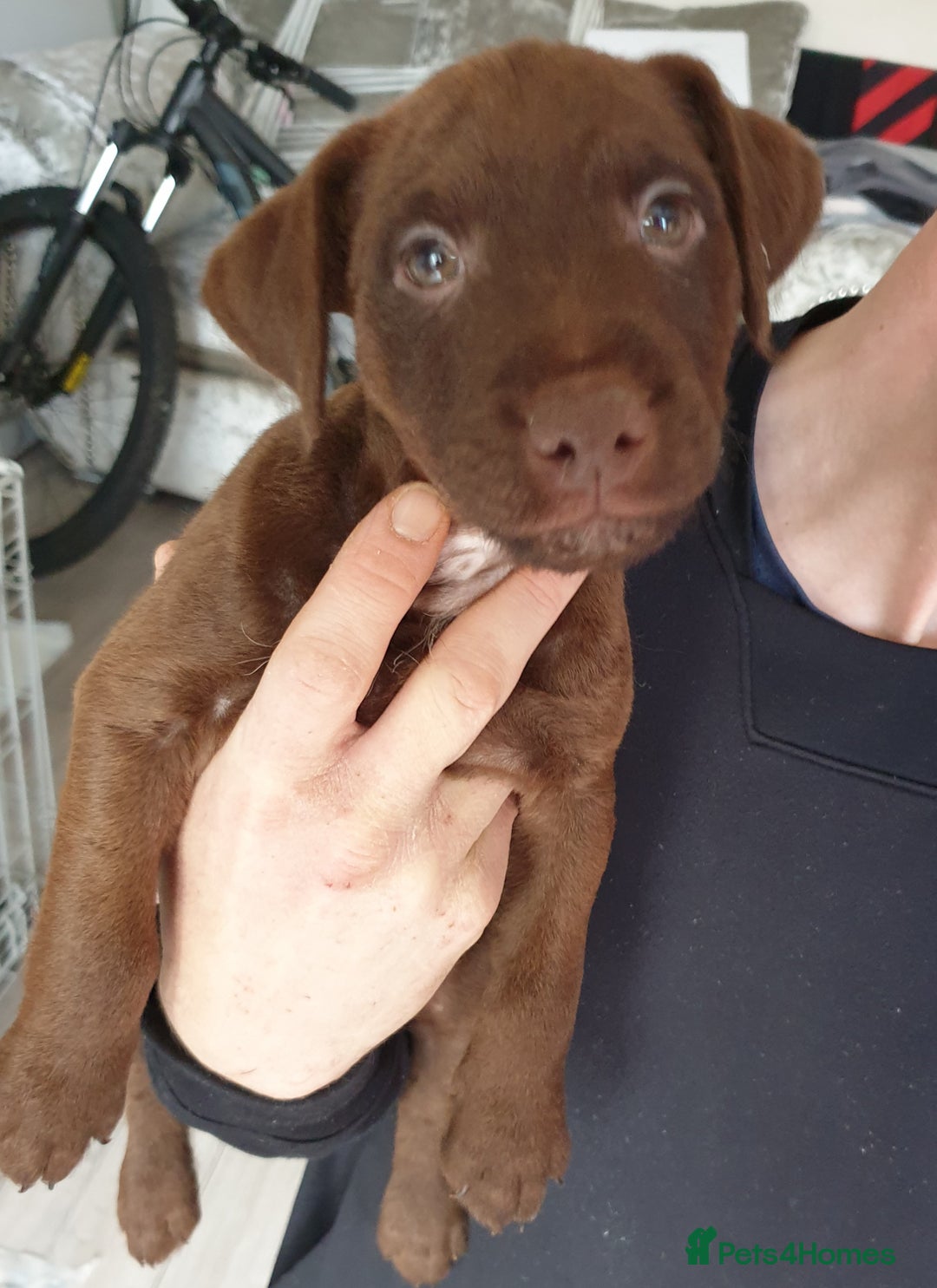 Patterdale Terrier dogs for sale: Patterdale terrier puppy ready to leave now  - Advert 1
