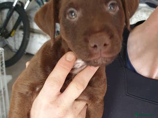 Patterdale Terrier dogs Patterdale terrier puppies - Advert 8