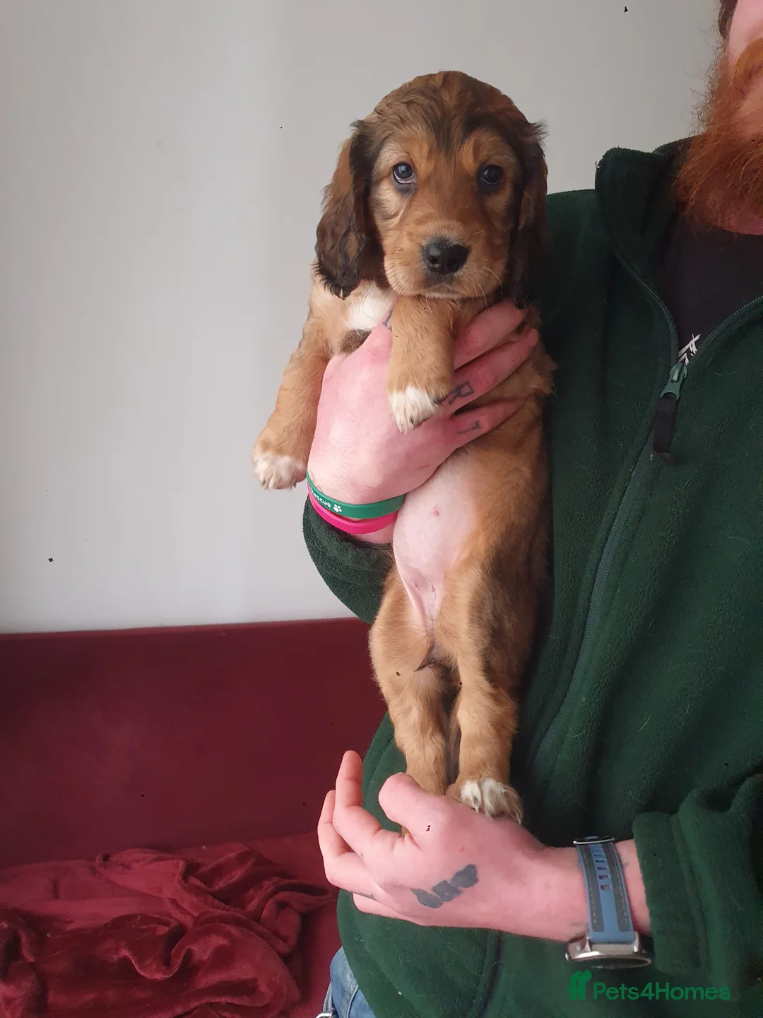 Mixed Breed dogs for sale: Gorgeous puppies for sale - Advert 5