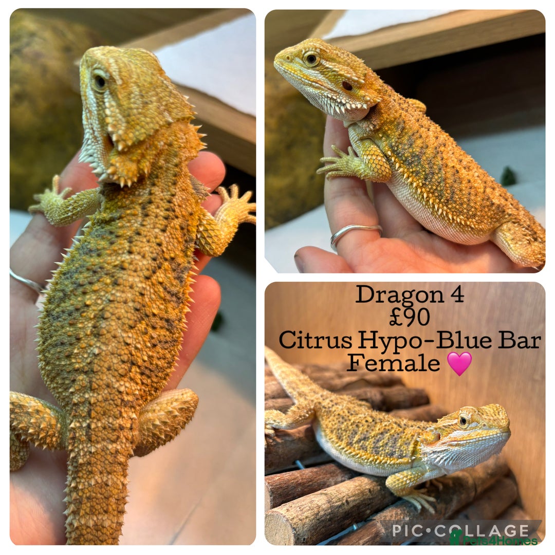 Bearded Dragon reptiles for sale: Baby Hypo Bearded Dragons - Advert 4