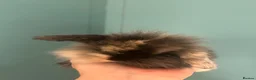 Mini Lion Lop rabbits for sale: 6 Mini Lion Lop Bunnies Available 🐰 - Advert 14