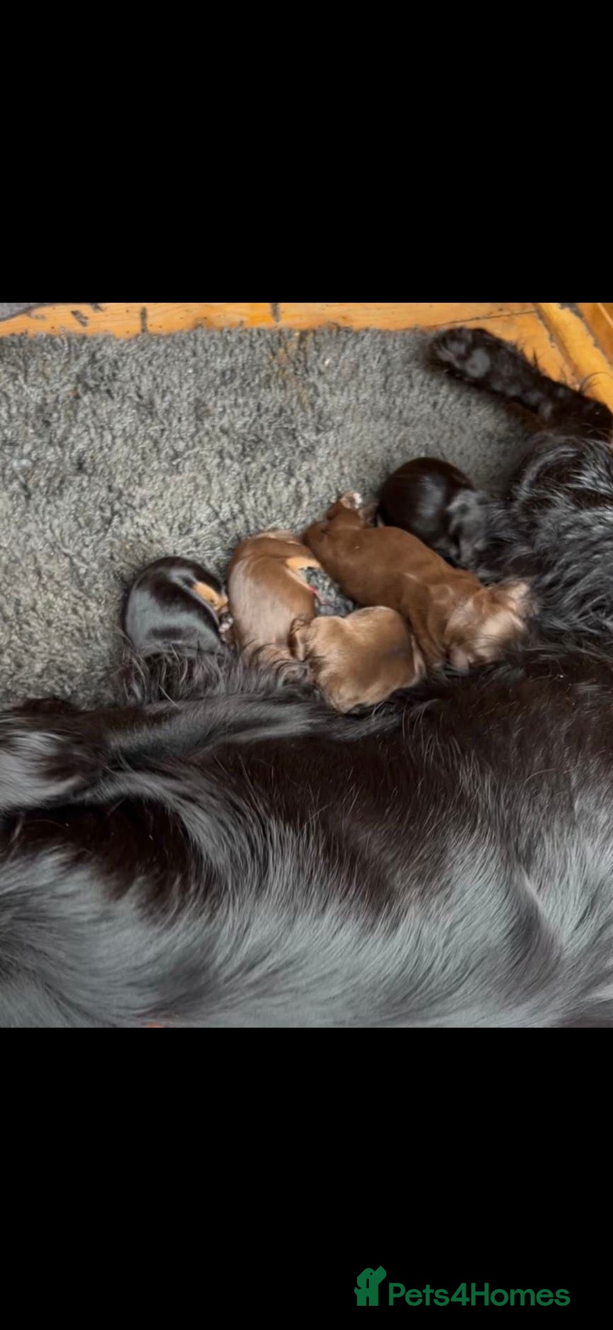 Cocker Spaniel dogs for sale: Fantastic working cocker pups  - Advert 1