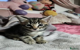 Bengal cats for sale: Little Bengal kittens - Image 5