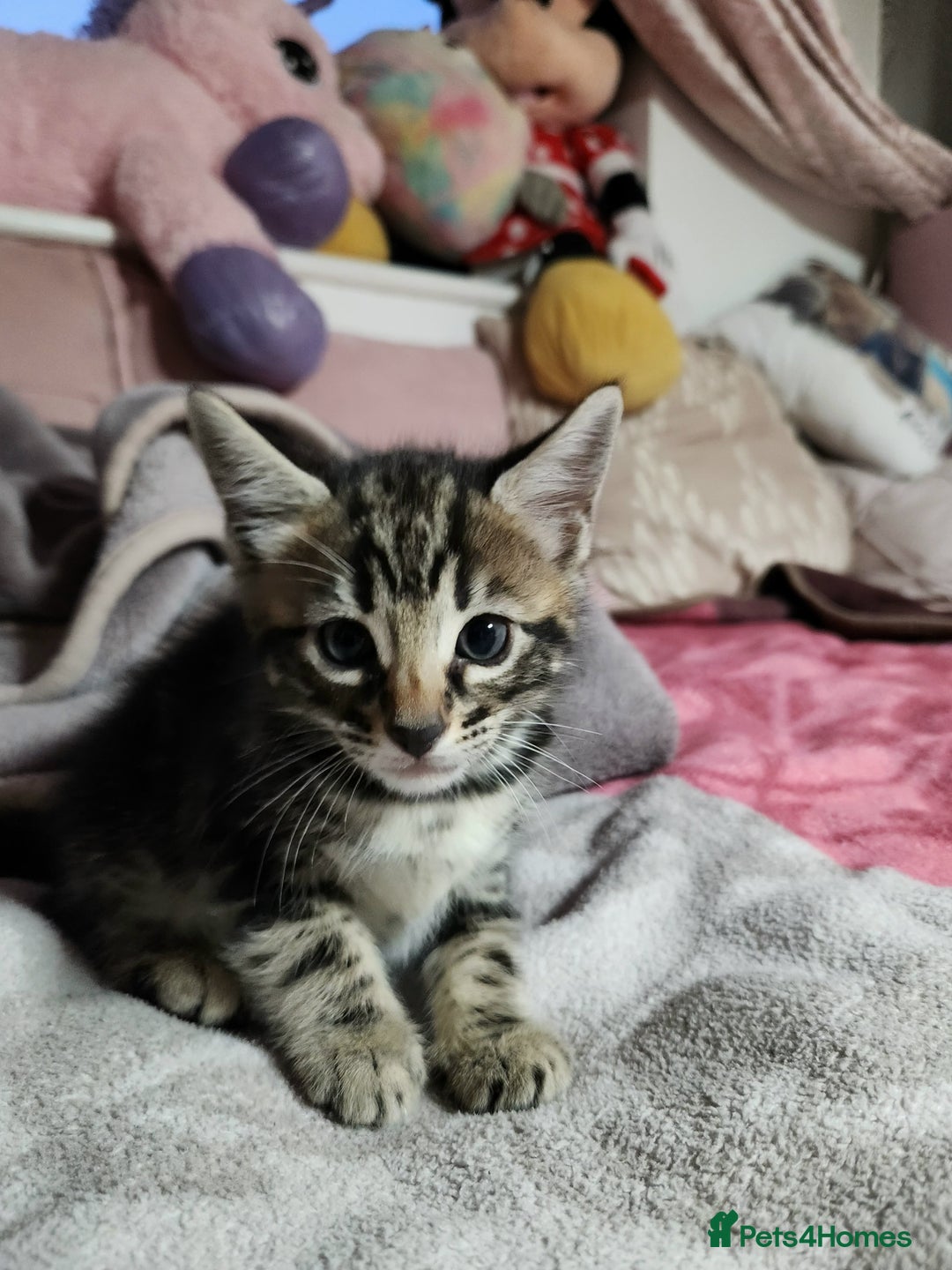 Bengal cats for sale: Little Bengal kittens - Image 5
