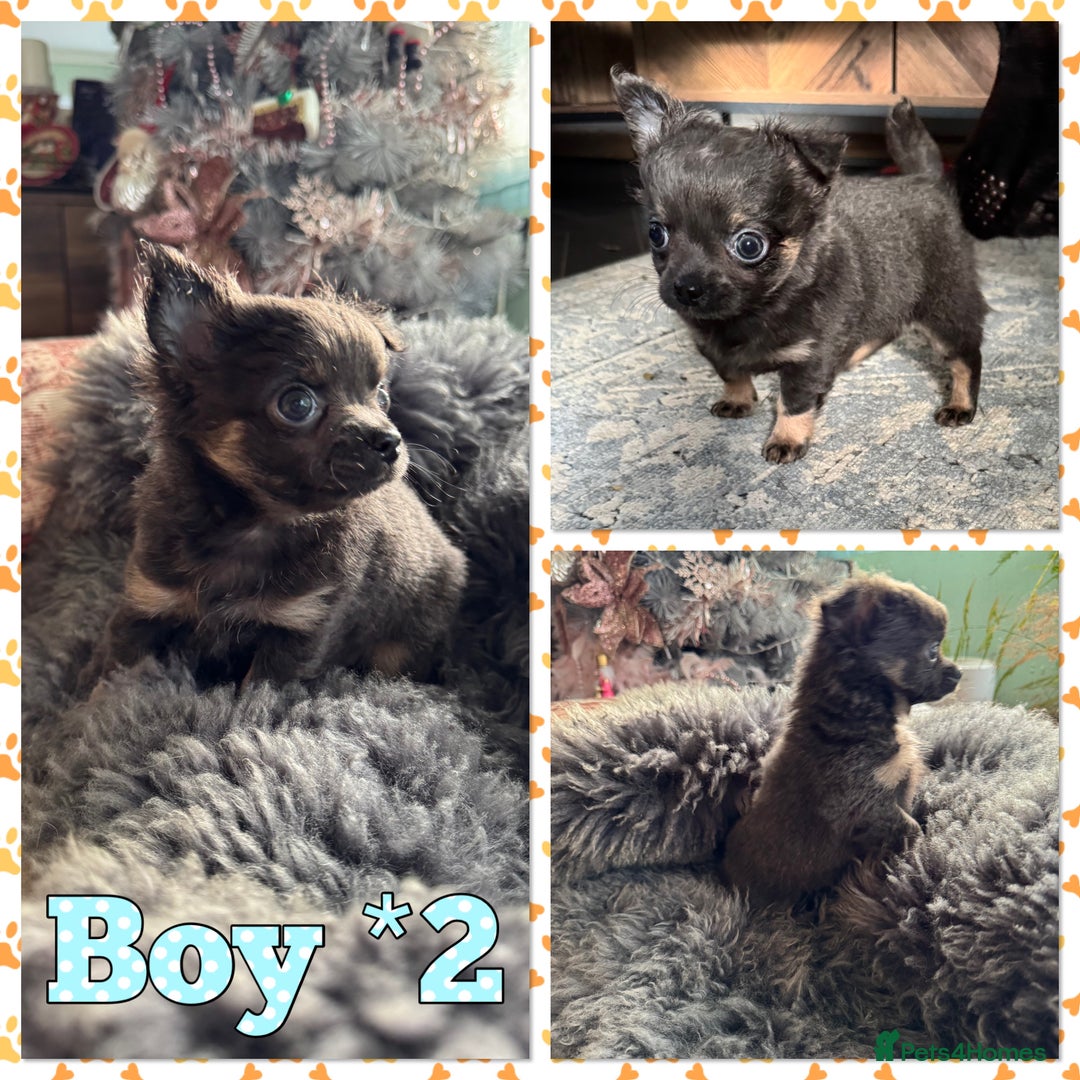 Chihuahua dogs for sale: Beautiful Long-Coat Chihuahua Blue Boys 🐾 - Advert 4