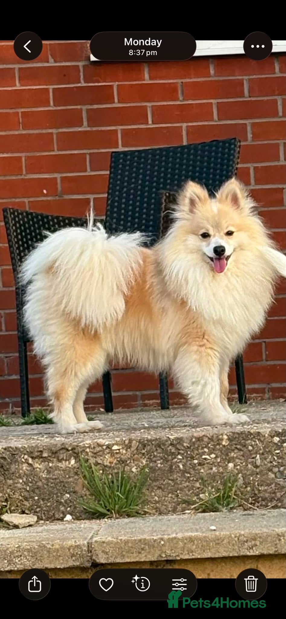 Pomeranian dogs Cream male Pomeranian  - Advert 2