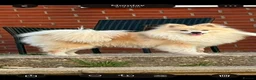 Pomeranian dogs for sale: Cream male Pomeranian  - Advert 1