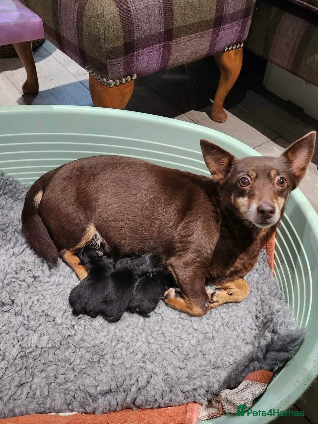 Jack Russell dogs for sale: Lovely miniature Jack Russell pups  - Advert 7