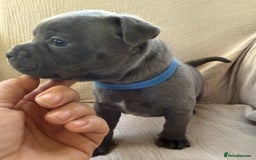 Staffordshire Bull Terrier dogs for sale: ✨ Blue Staffy Bull Terrier Pups Loving & Healthy ✨ - Image 5