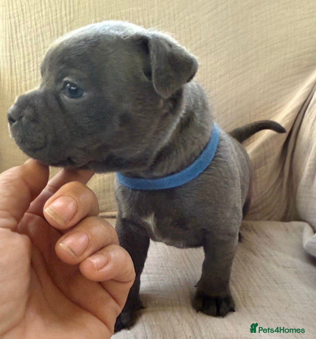 Staffordshire Bull Terrier dogs for sale: ✨ Blue Staffy Bull Terrier Pups Loving & Healthy ✨ - Image 5