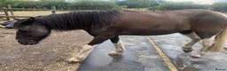 Other Breed horses for sale: 13.3 Cob x American Paint Gelding - Advert 7