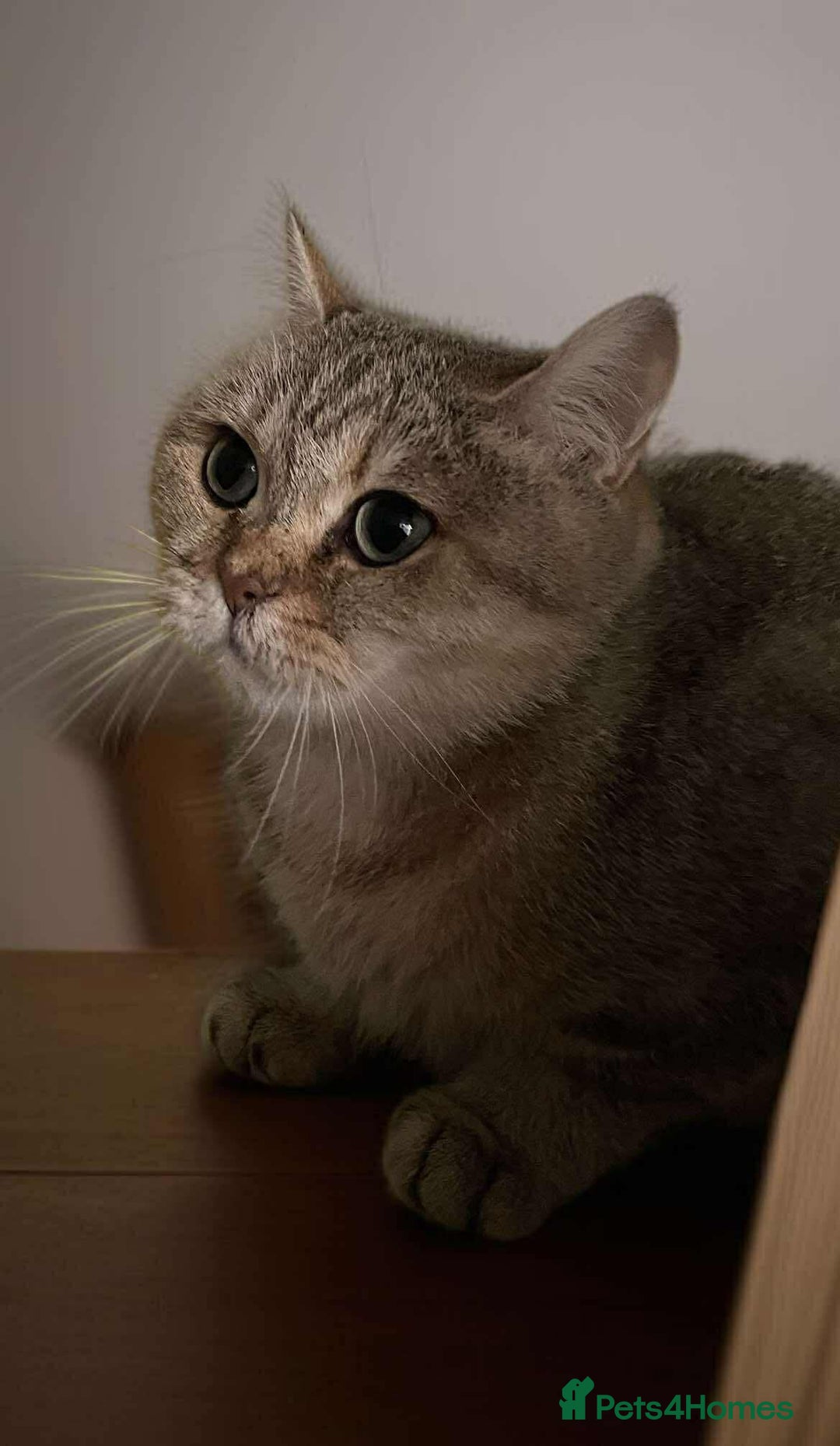British Shorthair cats for sale: British shorthair FEMALES. Looking for a new homes - Image 6