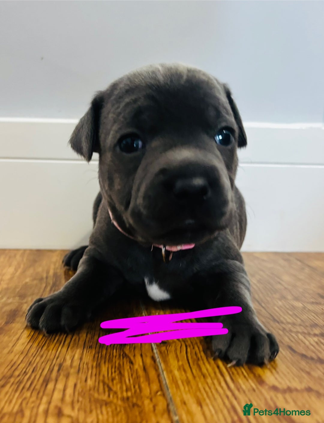 Staffordshire Bull Terrier dogs for sale: KC Registered Blue Staffordshire bull terrier - Image 28