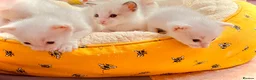 Ragdoll cats for sale: ragdoll kitten different eye colours  - Advert 4