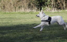 German Shepherd dogs for sale: White german sheperd  - Image 11