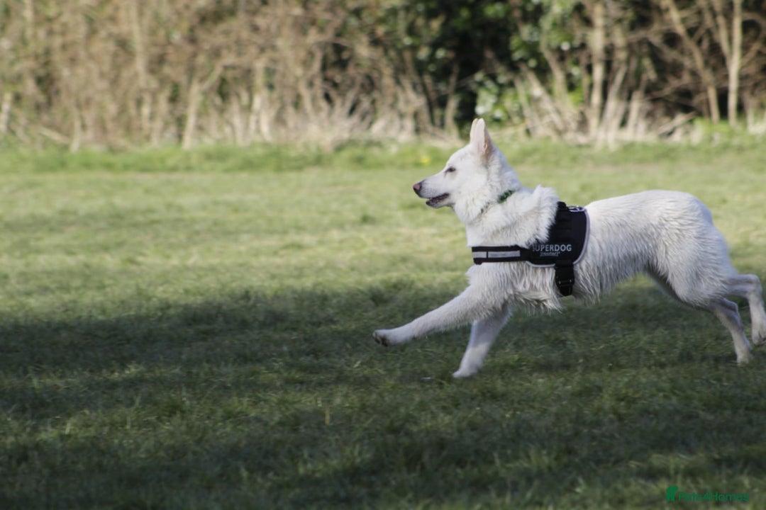 German Shepherd dogs for sale: White german sheperd  - Image 11