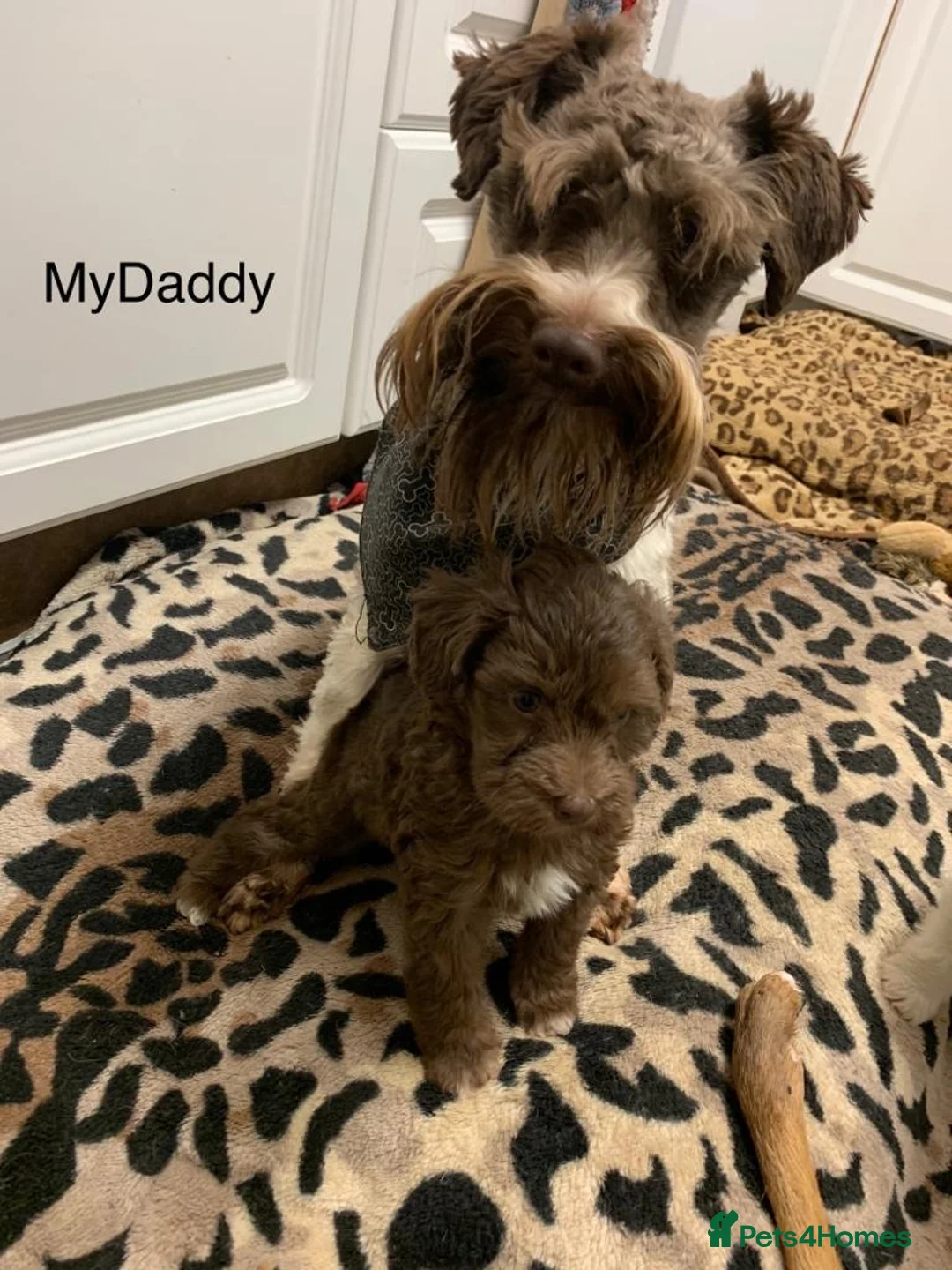 Miniature Schnauzer dogs for stud: KC CHOC/WHITE MIN SCHNAUZER BVA AND MAC CLEAR in Coventry - Advert 29