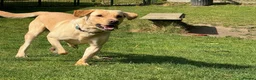 Labrador Retriever dogs for sale: Dennis - looking for loving forever home 🐶 in Bishop Auckland - Advert 2