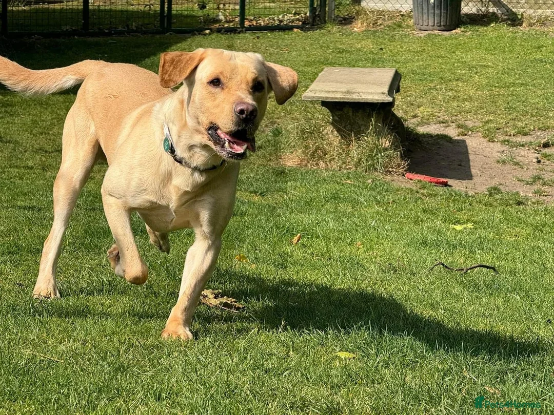 Labrador Retriever dogs for sale: Dennis - looking for loving forever home 🐶 in Bishop Auckland - Advert 2