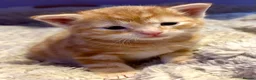 American Shorthair cats for sale: America shorthair x Bengal cross kittens  - Advert 9