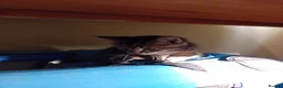 British Shorthair cats for sale: Beautiful mackerel tabby kittens in Stockbridge - Advert 11