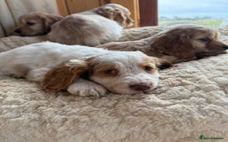 Cocker Spaniel dogs for sale: My pups🐾 fection show type cocker spaniel  - Advert 1