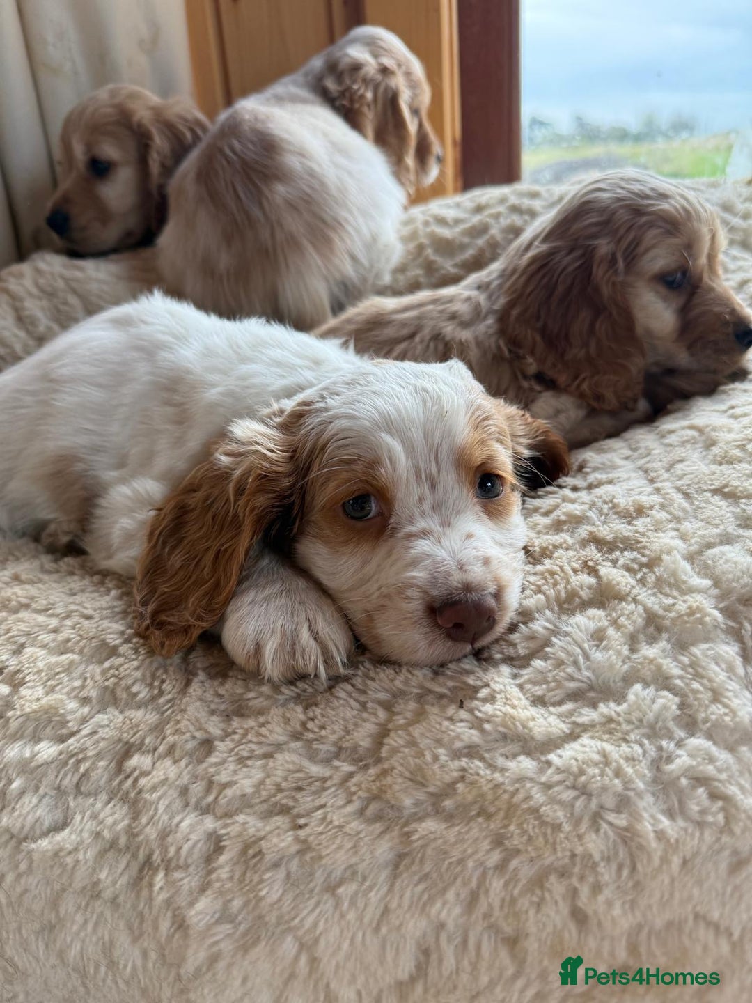Cocker Spaniel dogs for sale: My pups🐾 fection show type cocker spaniel  - Advert 1