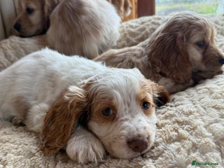 Cocker Spaniel dogs My pups🐾 fection show type cocker spaniel - Advert 2
