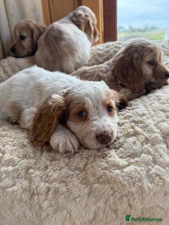 Cocker Spaniel dogs My pups🐾 fection show type cocker spaniel - Advert 1
