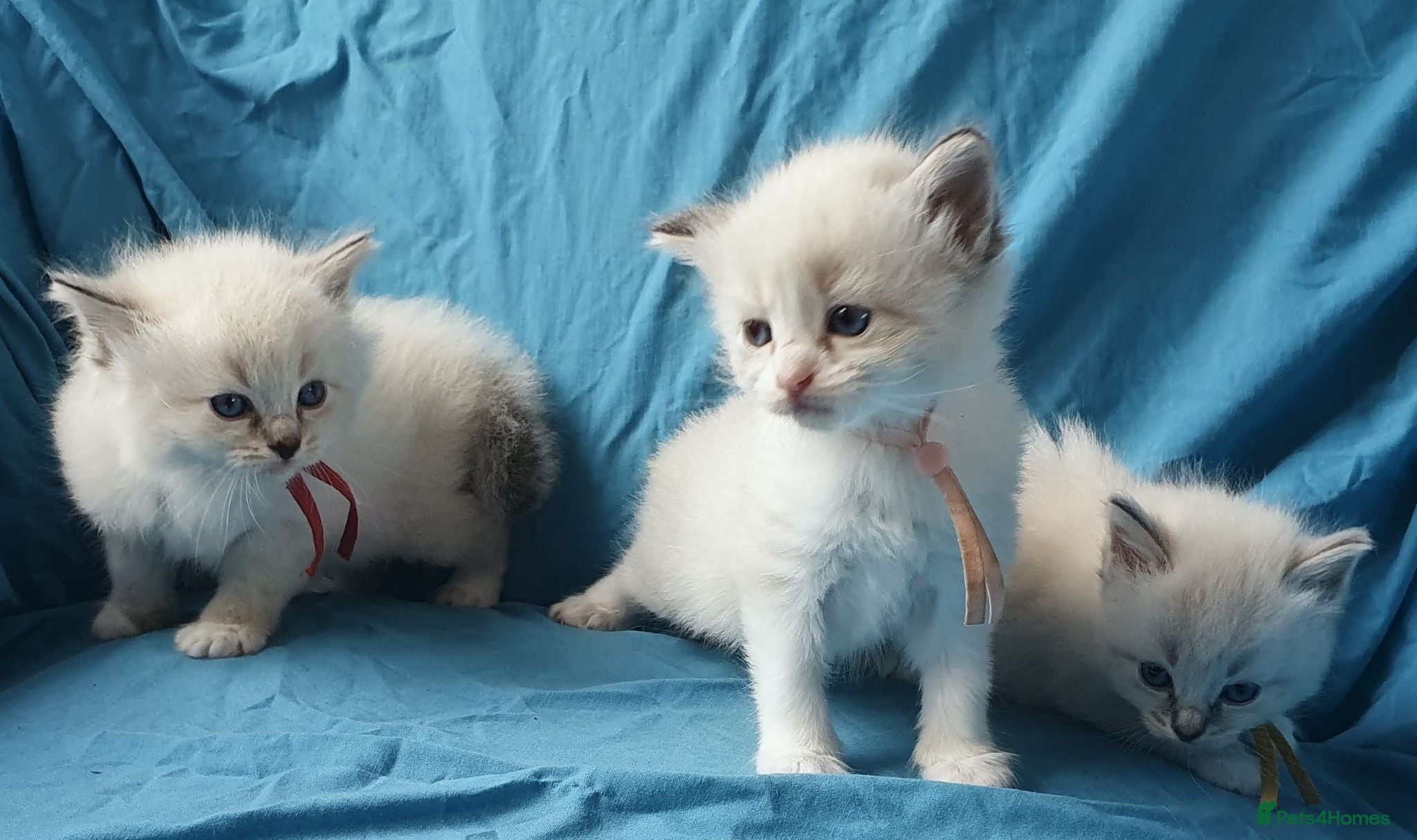 Siberian cats Gorgeous Neva Masquerade Babies - Advert 2