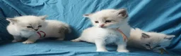 Siberian cats for sale: Soft and fluffy Siberian Neva Masquerade Kittens - Advert 16