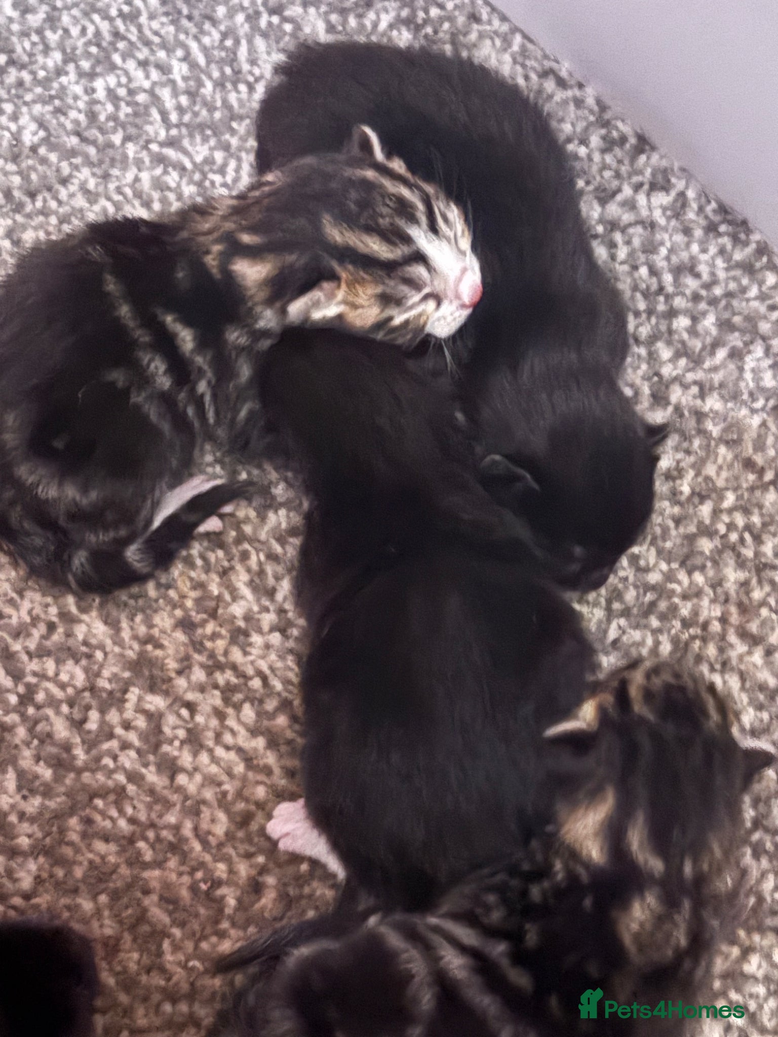 Mixed Breed cats Mixed breed  - Advert 10